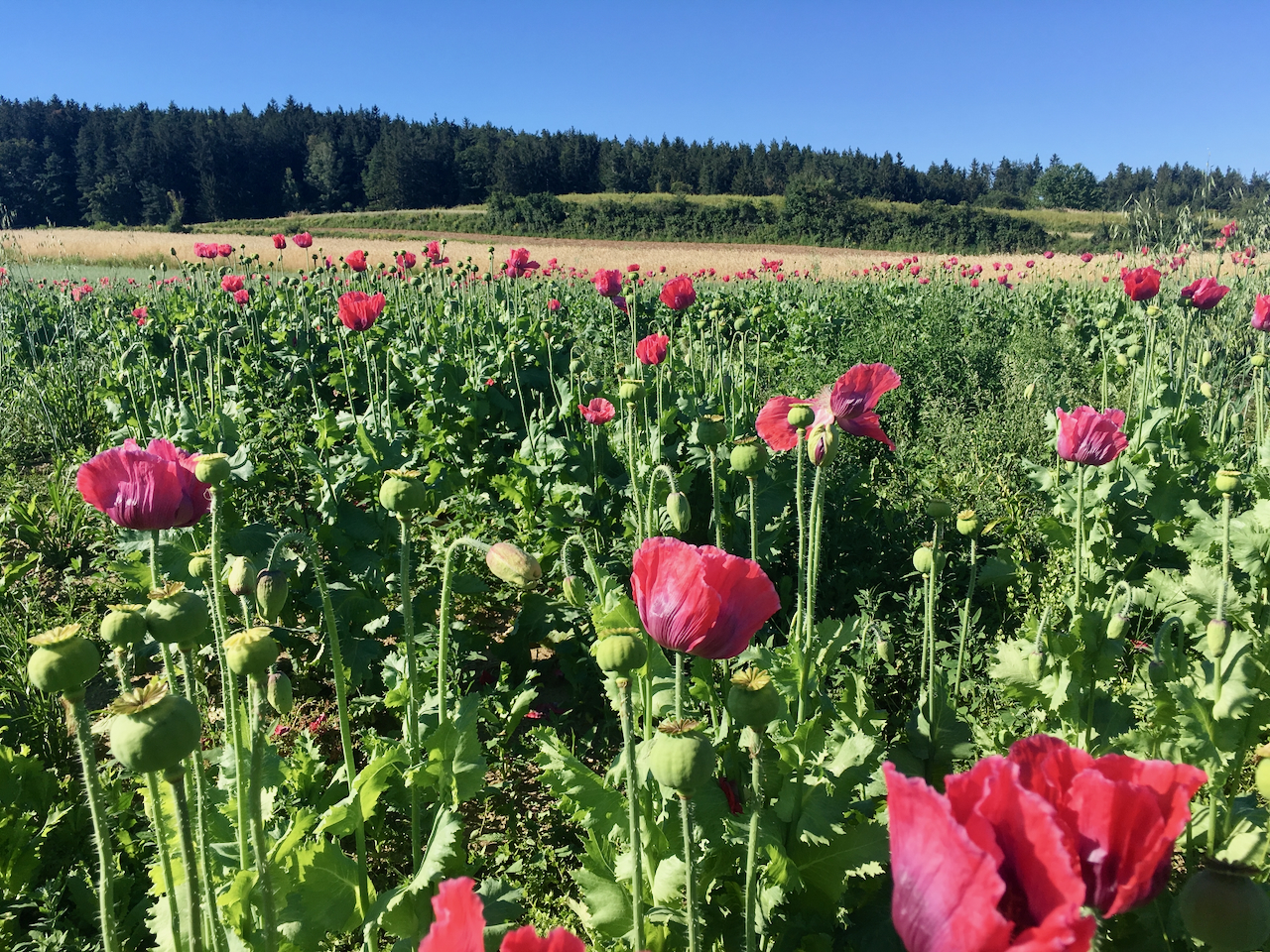 Artenvielfalt im Acker