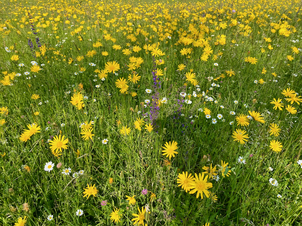 Natur für die Seele